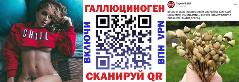 Купить закладки  Новосокольники  Псилоцибиновые грибы Psilocybe 
